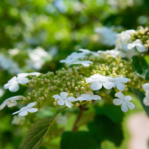 Arrowwood Viburnum Multi-Stem