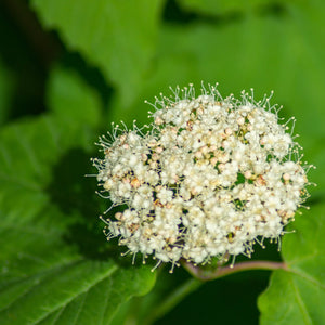 Arrowwood Viburnum Multi-Stem