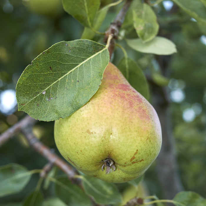 Ayers Pear Tree