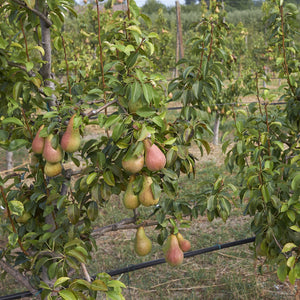 Ayers Pear Tree