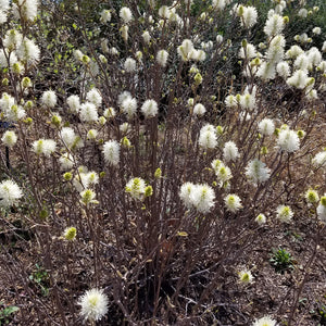 Dwarf Fothergilla Bush