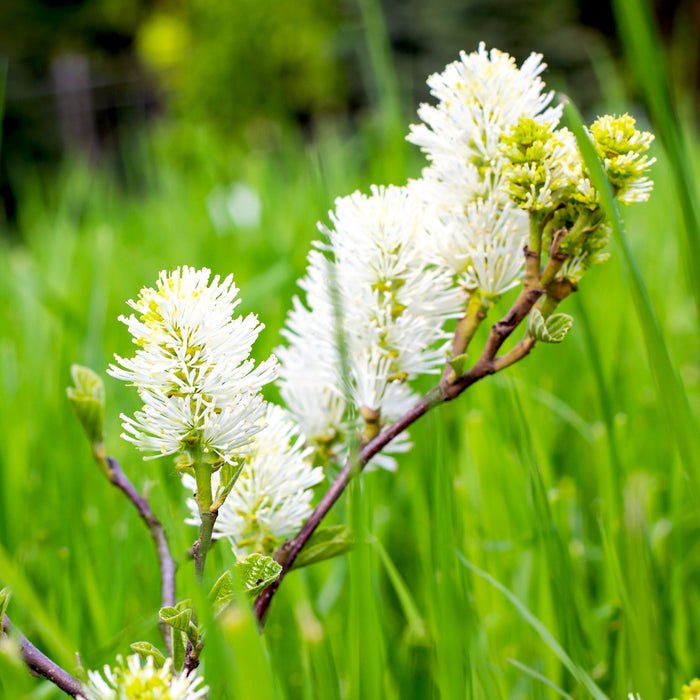 Dwarf Fothergilla Bush