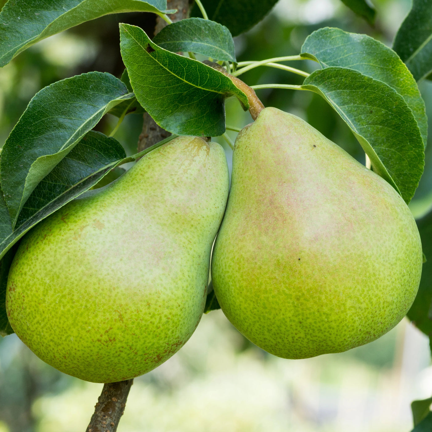 Bartlett Pear Tree – Green Thumbs Garden