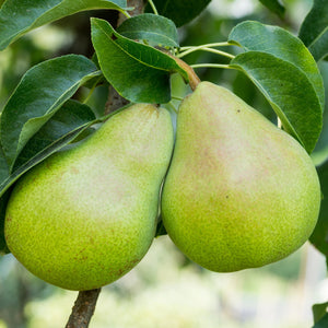 Bartlett Pear Tree GT