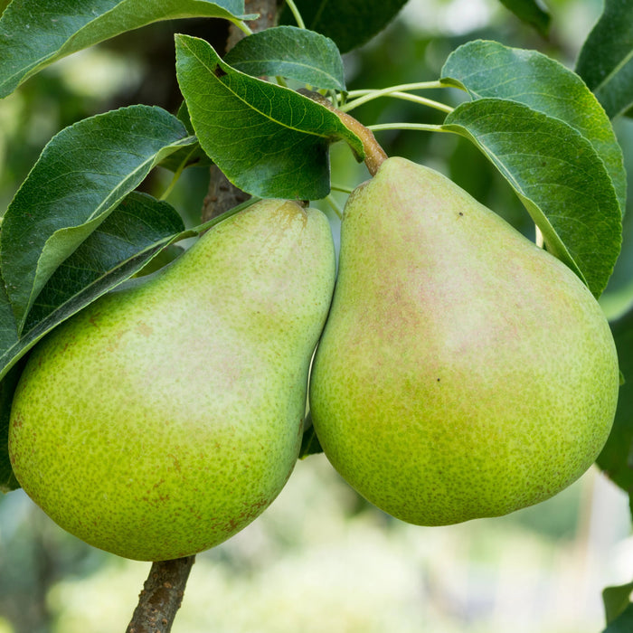 Care Of Bartlett Pear Trees: Tips For Growing Bartlett Pears