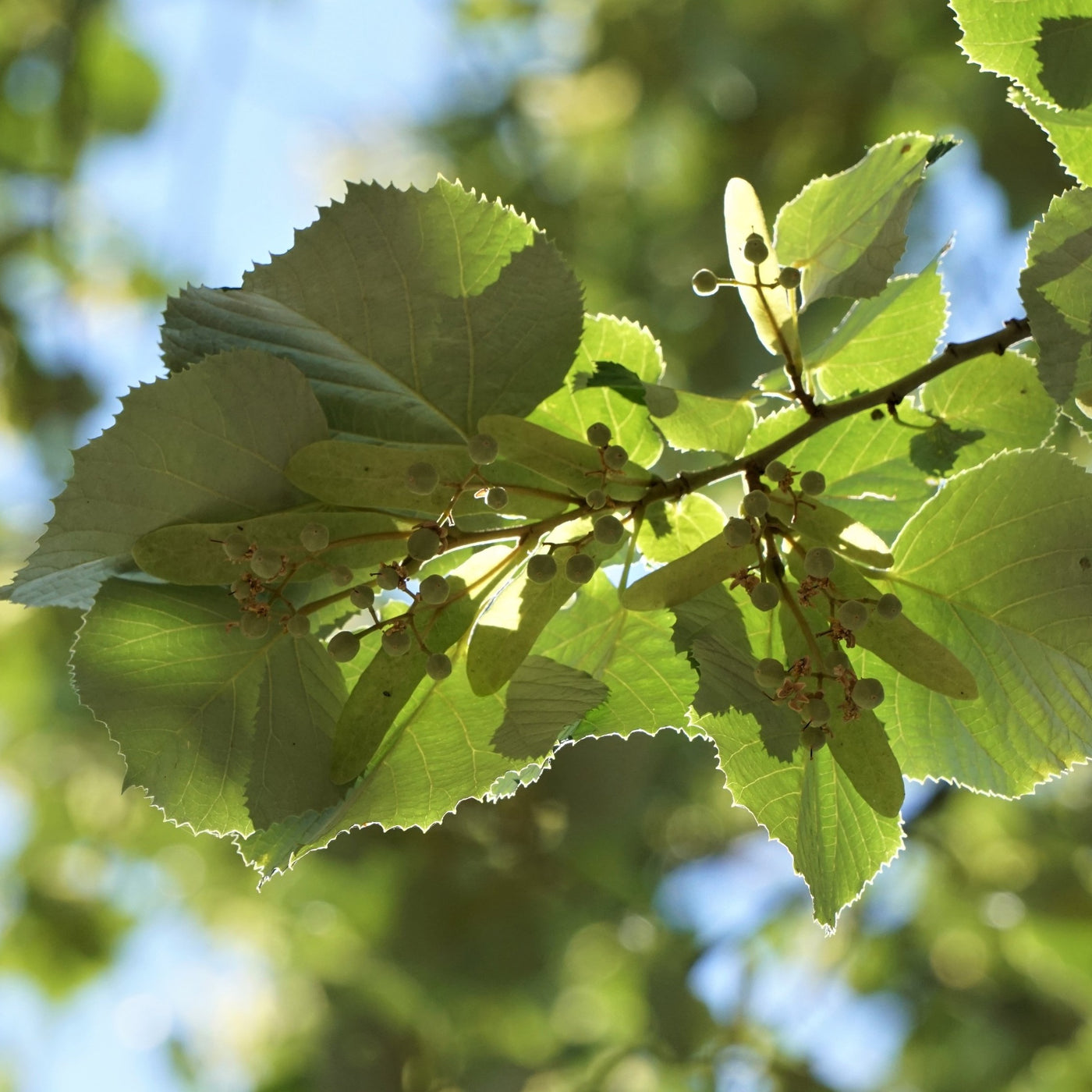 Plant Basswood trees where they will get full sun to partial shade