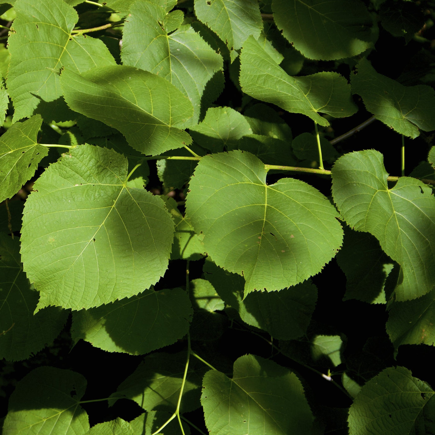 American Basswood - Grow Native!