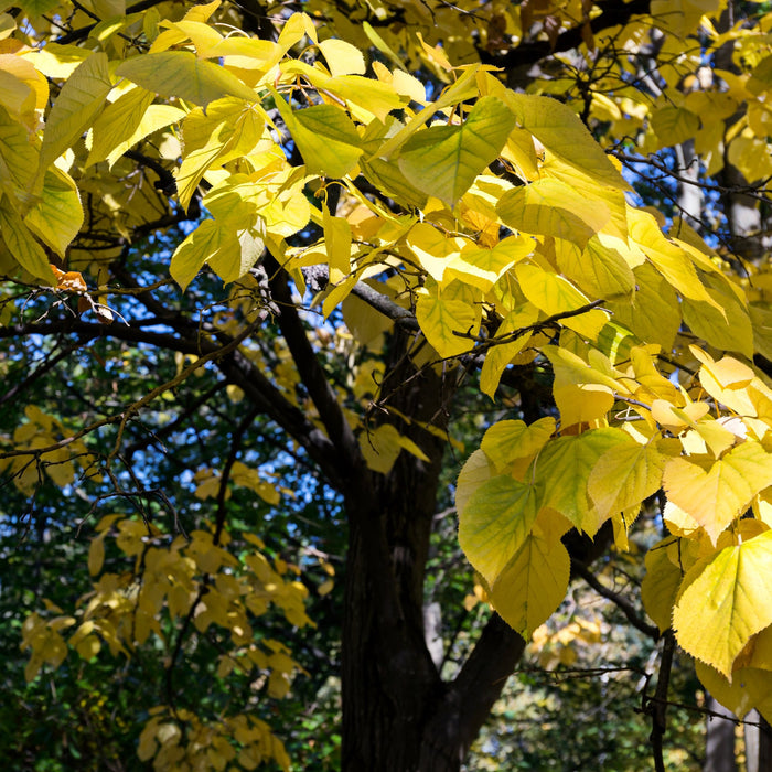 Plant Basswood trees where they will get full sun to partial shade