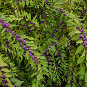 American Beautyberry Shrub GT