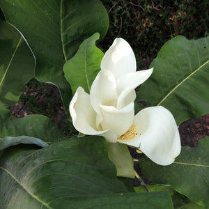 Bigleaf Magnolia Tree