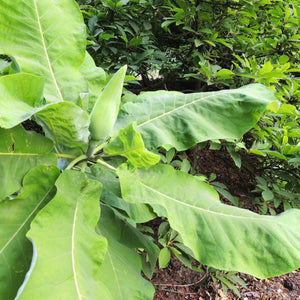 Bigleaf Magnolia Tree