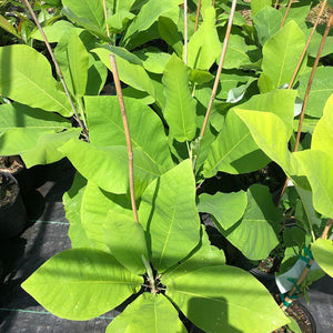 Bigleaf Magnolia Tree