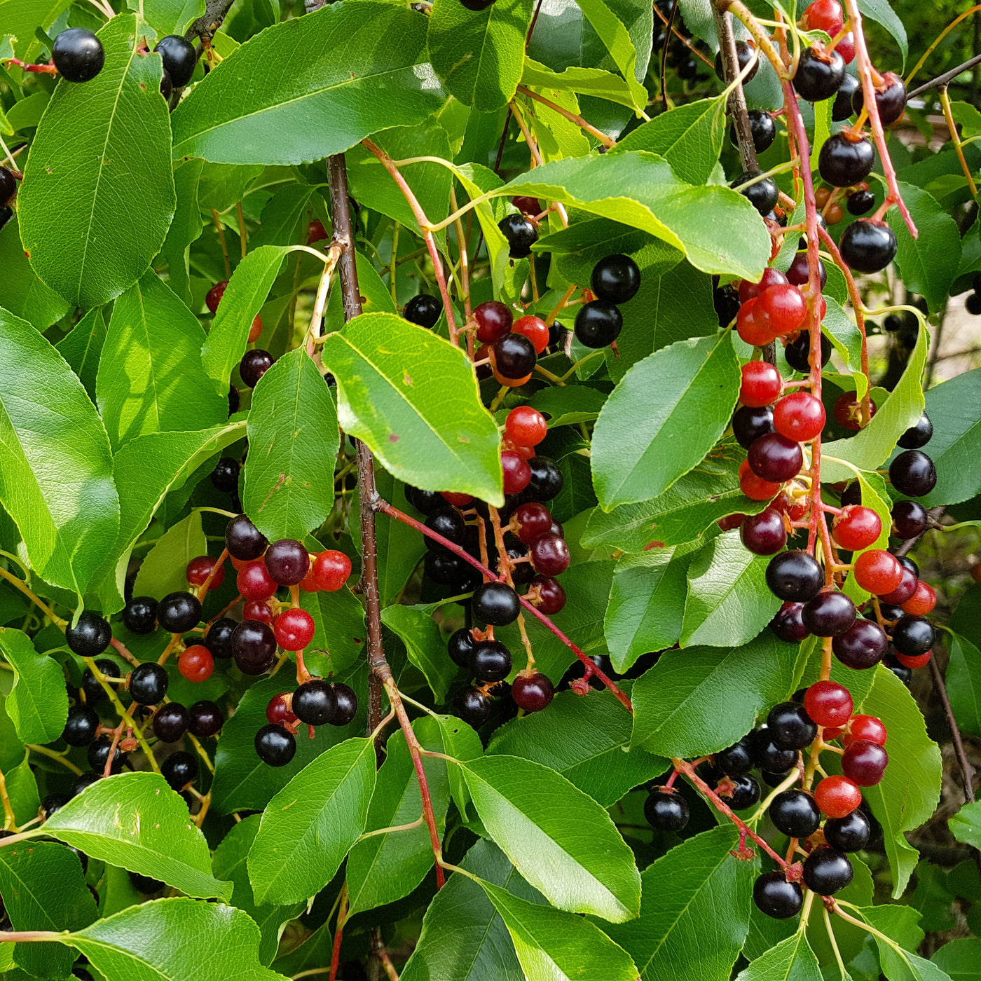 Black Cherry Tree – Green Thumbs Garden