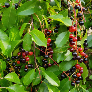 Black Cherry GT