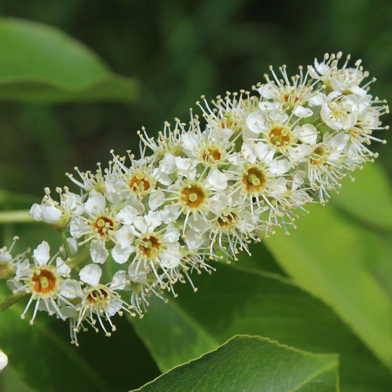 Black Cherry Tree Green Thumbs Garden