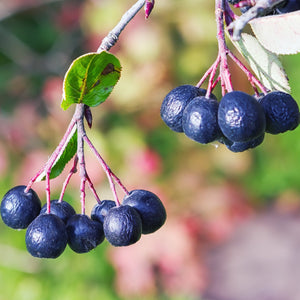 Black Chokeberry Shrub GT