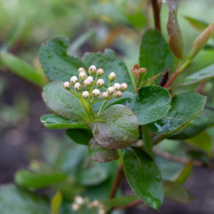 Black Chokeberry Shrub GT