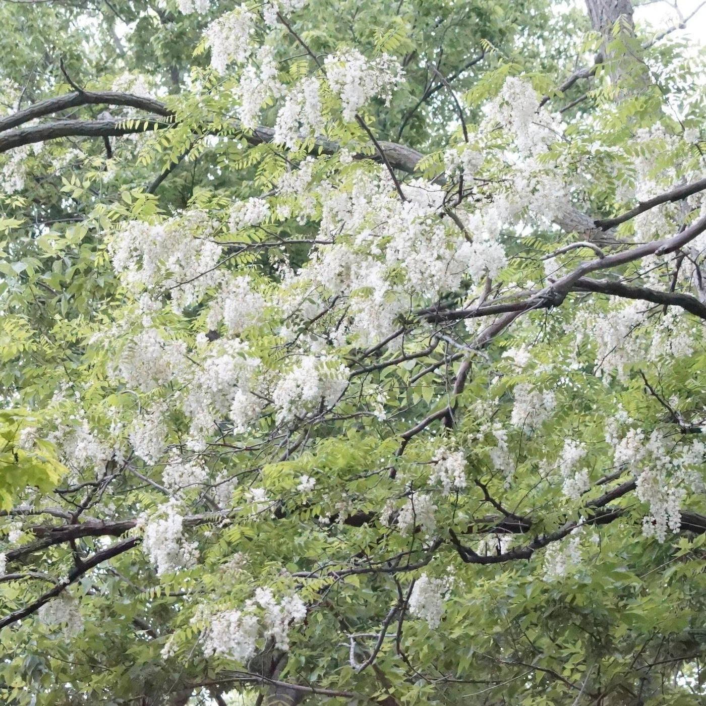 Black Locust Tree – Green Thumbs Garden