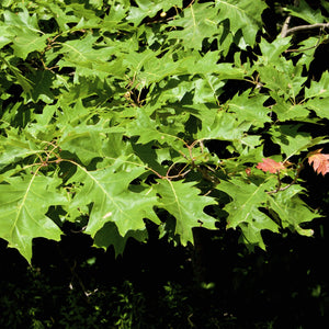 Black Oak Tree