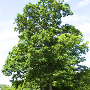 Black Oak Tree