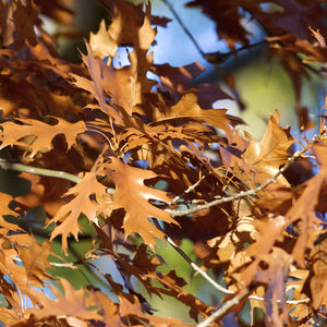 Black Oak Tree