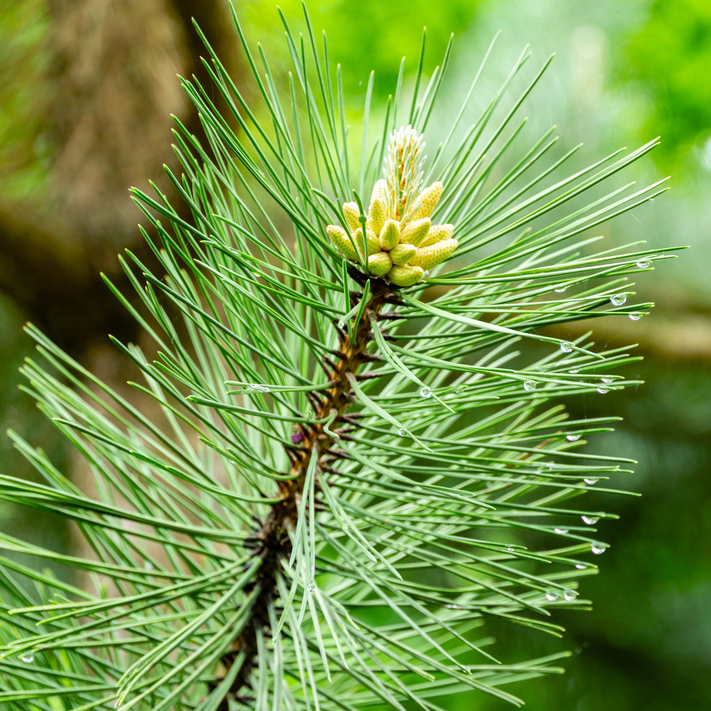 Japanese Black Pine Tree – Green Thumbs Garden