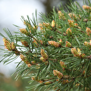 Japanese Black Pine Tree