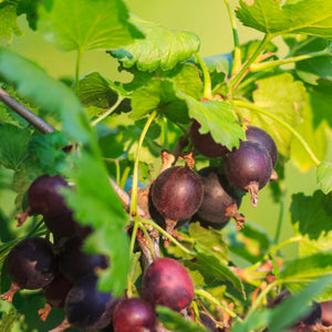 Black Velvet Gooseberry