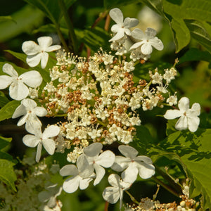 Blackhaw Viburnum Shrub