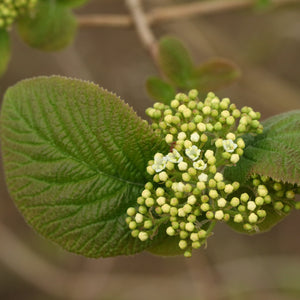 Blackhaw Viburnum Shrub