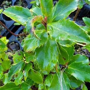 Blue Princess Holly Shrub