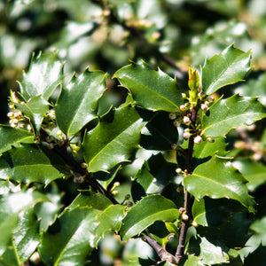 Blue Princess Holly Shrub