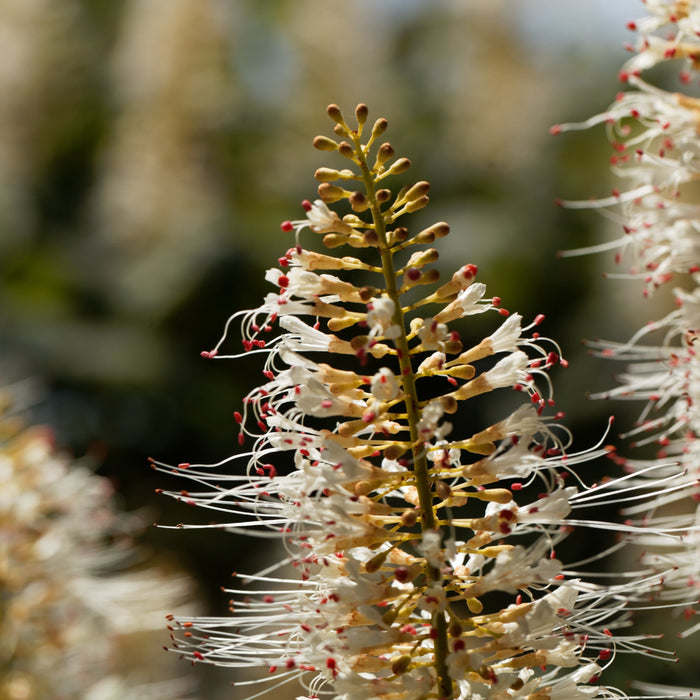 Bottlebrush Buckeye Shrub