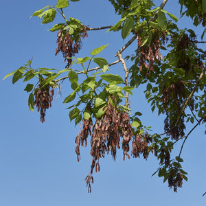 Boxelder Maple Tree