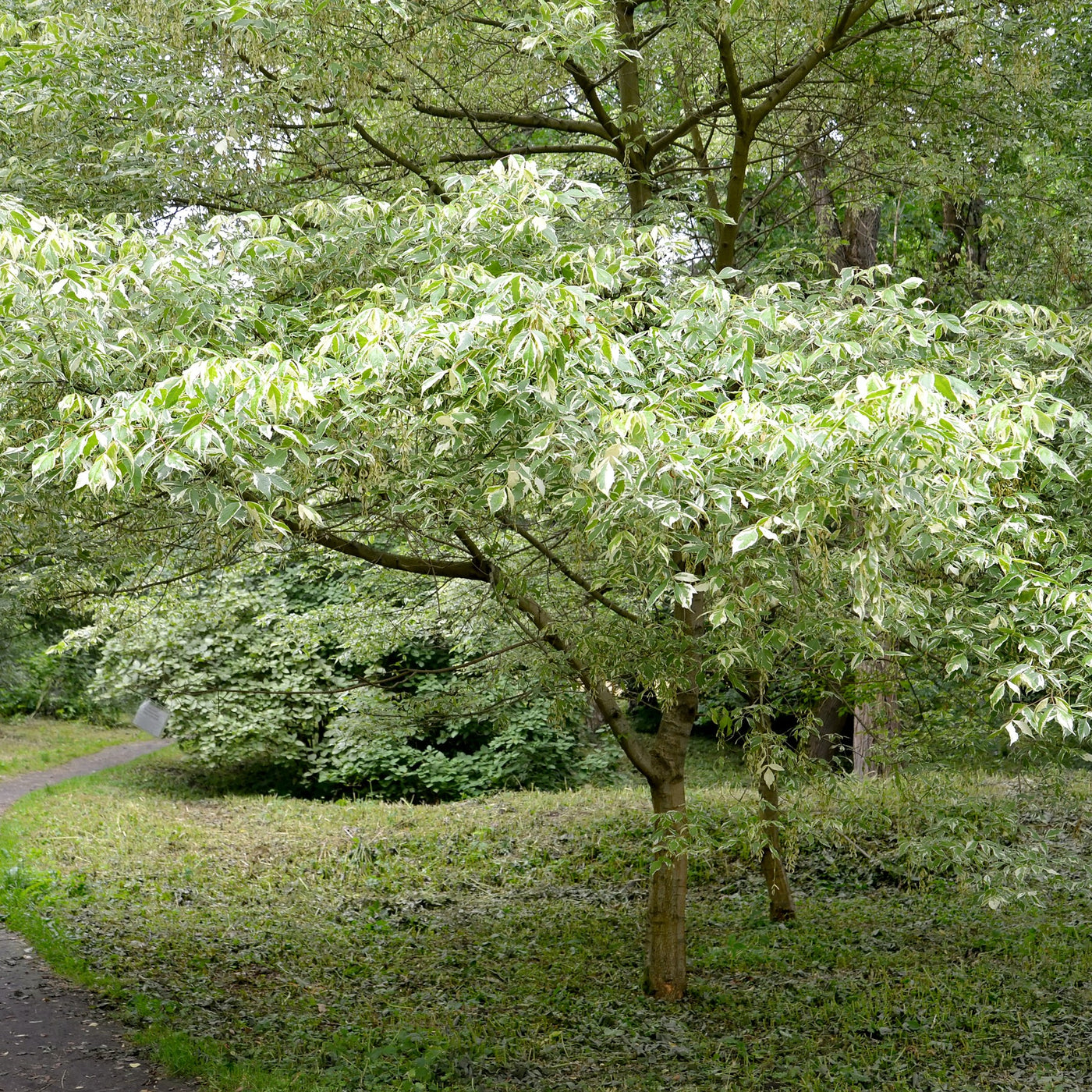 white maple tree