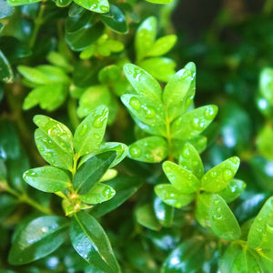 Winter Gem Boxwood Shrub