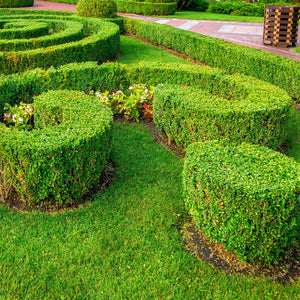 Winter Gem Boxwood Shrub