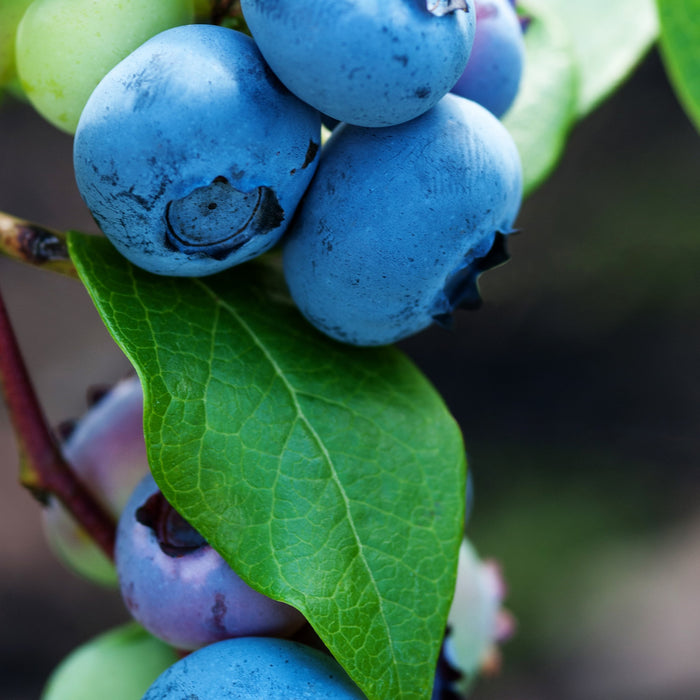 Brightwell Blueberry