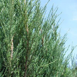 Brodie Juniper Shrub