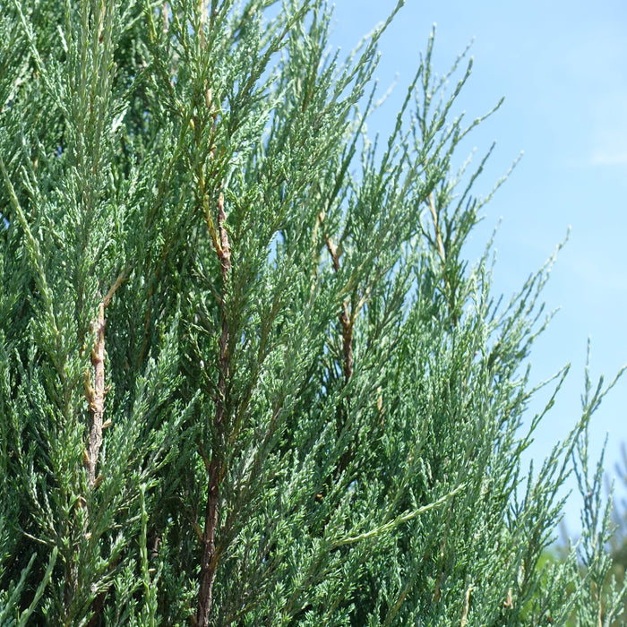 Brodie Juniper Shrub