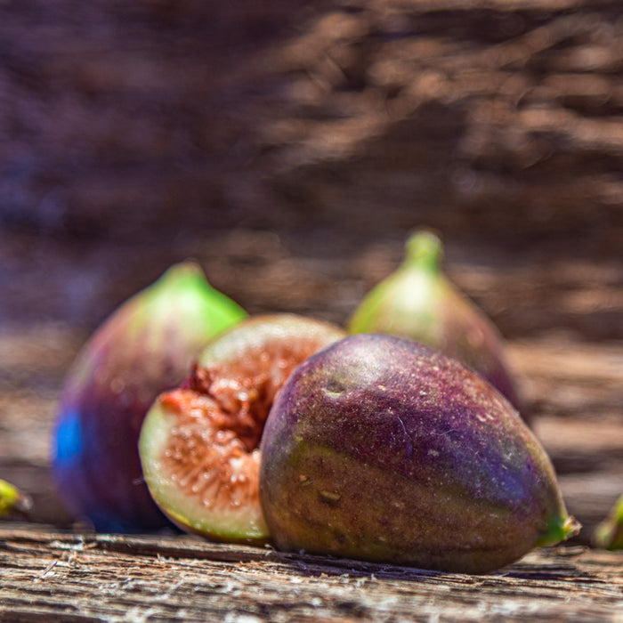 Brown Turkey Fig Tree