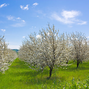 Bruce Plum Tree GT