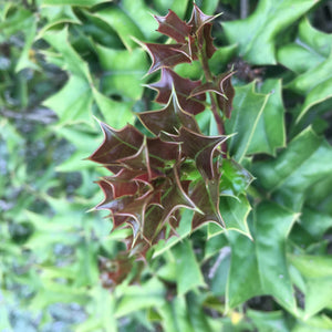 Dwarf Burford Holly Shrub