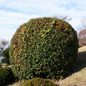 Dwarf Burford Holly Shrub