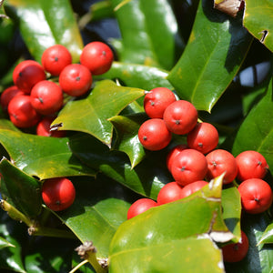 Dwarf Burford Holly Shrub