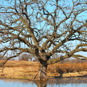 Bur Oak Tree GT