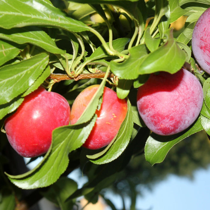 Burbank Plum Tree