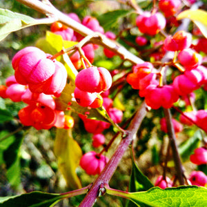 Burning Bush Single Stem