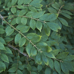 Burning Bush Single Stem