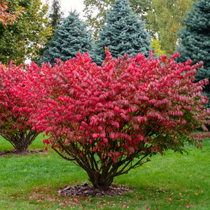 Burning Bush Single Stem